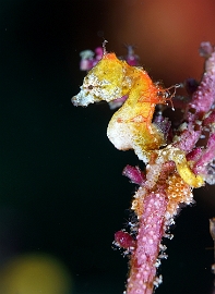 Raja Ampat 2019 - DSC08355_rc  - Pontohs pygmy seahorse - Hippocampe pygmee de Pontoh - Hippocampus pontohi